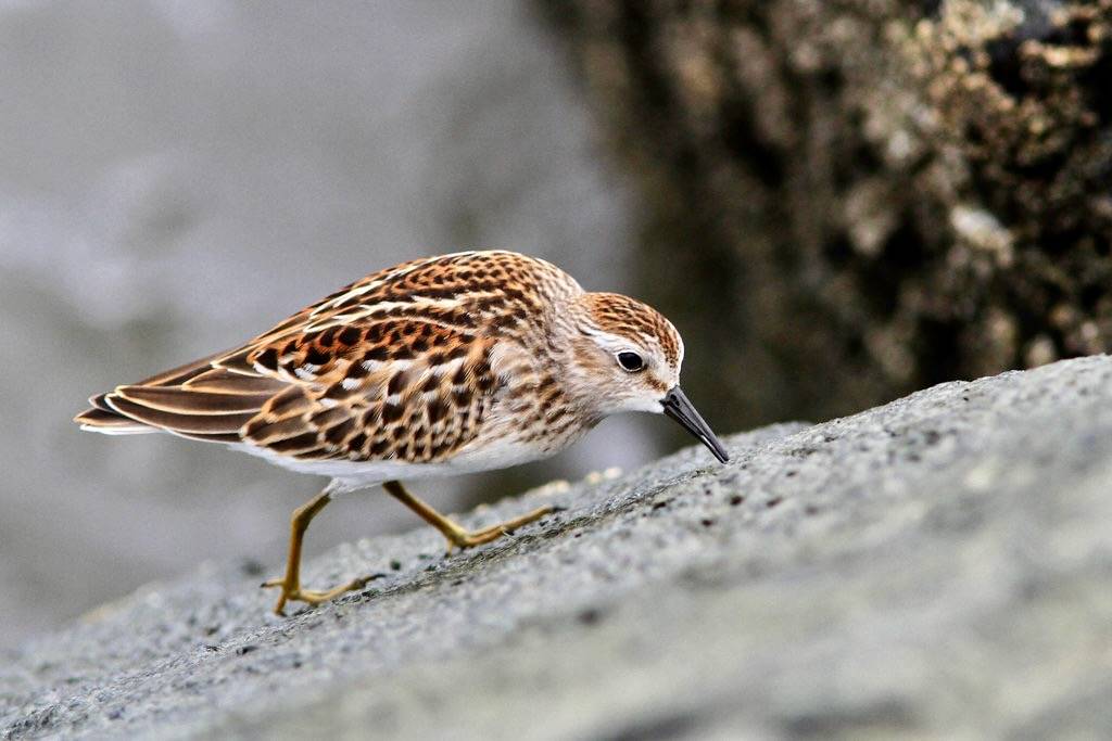 Least Sandpiper by ann.morrison75 is licensed under CC BY-NC-ND 2.0.